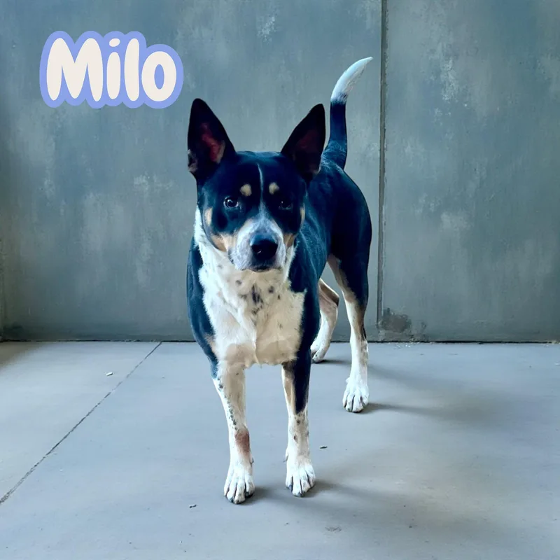 Milo thumbnail 3