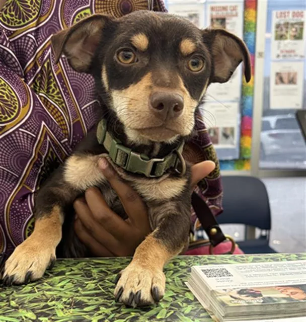 A young small-sized male Mixed Breed dog named Rocky for adoption in Dallas, TX