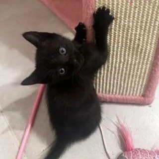 A baby medium-sized male Black Domestic Short Hair cat named Toby for adoption in Conroe, TX
