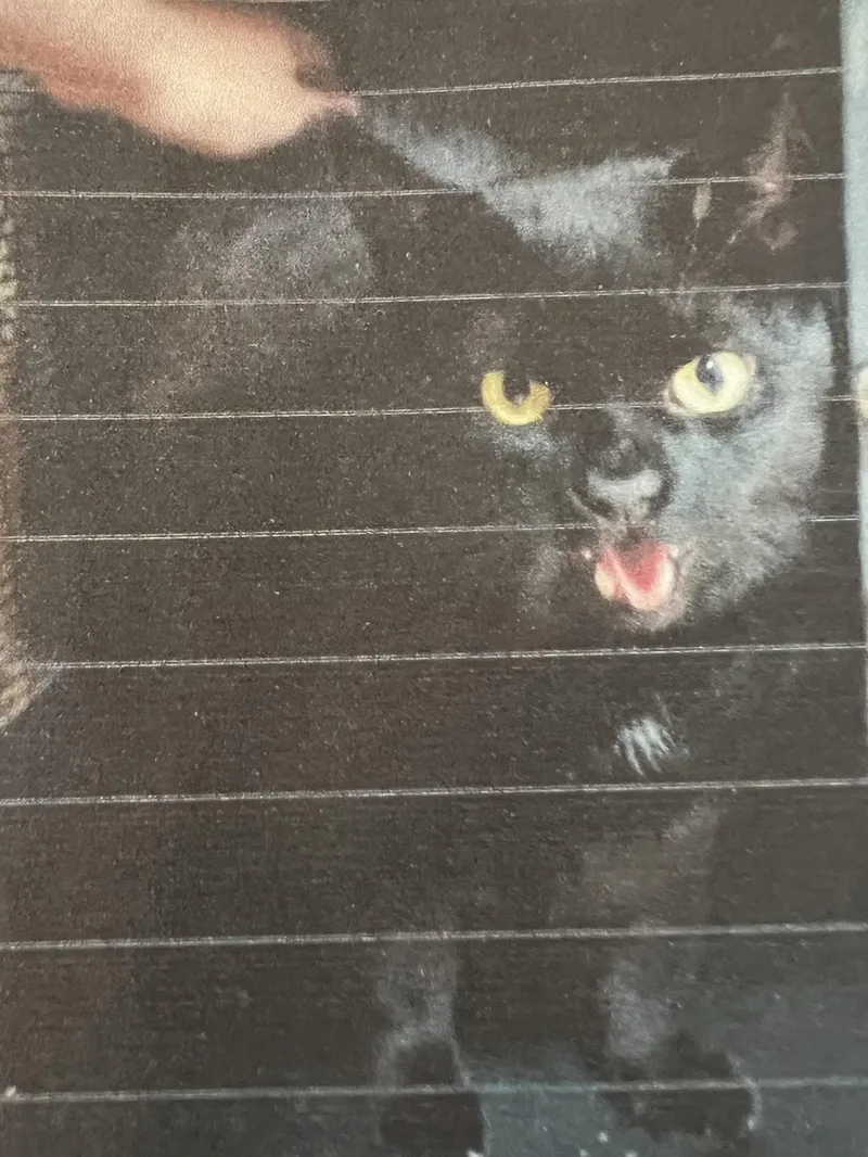 An adult extra large-sized male Black Domestic Short Hair cat named Sheldon for adoption in New Windsor, NY