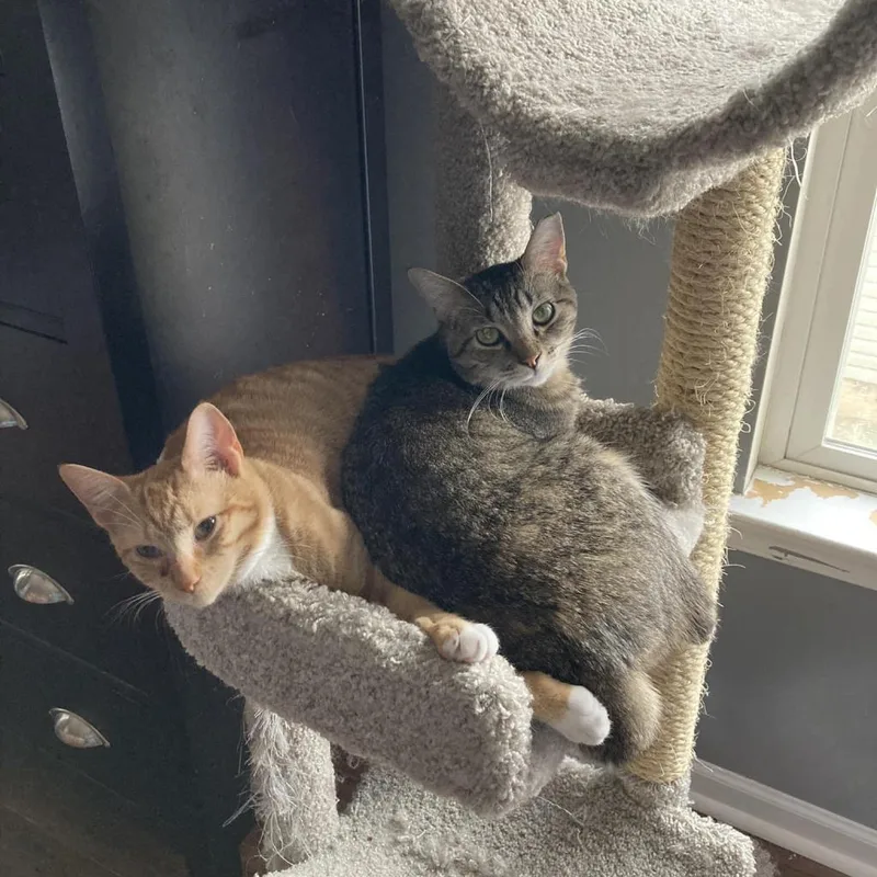 Emoticon thumbnail 2