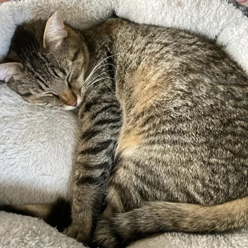 Emoticon thumbnail 4