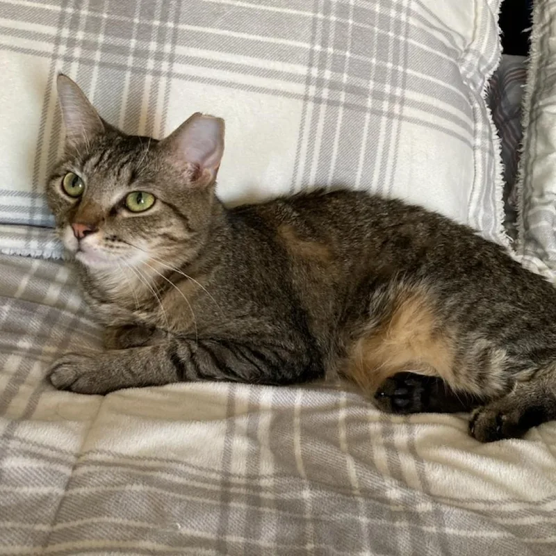 Emoticon thumbnail 5