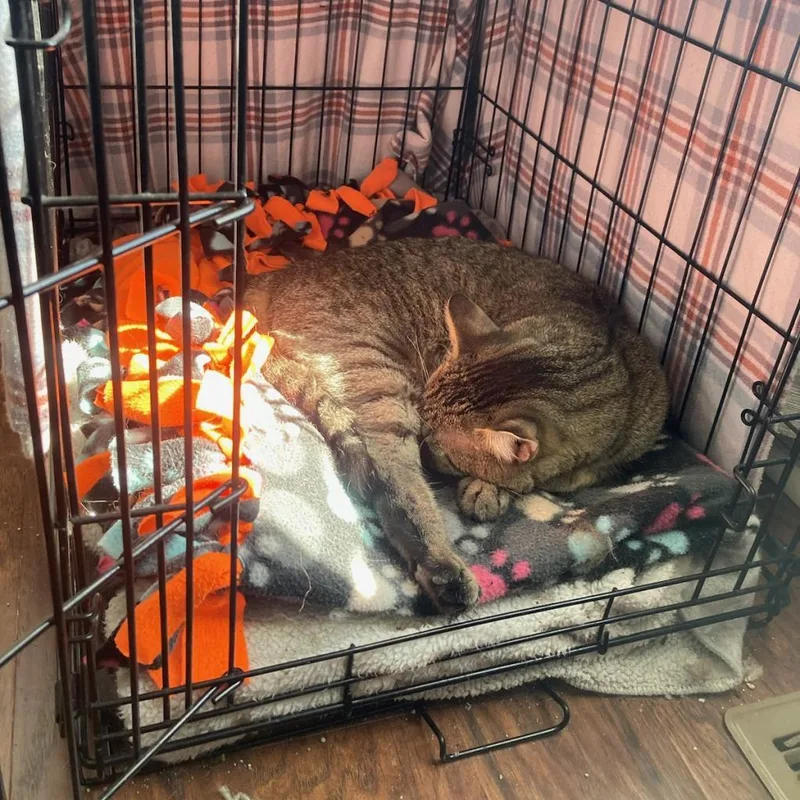 Emoticon thumbnail 6