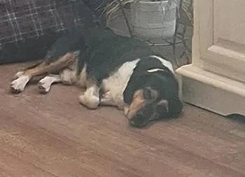 An adult medium-sized male Beagle dog named Jessie for adoption in West Decatur, PA