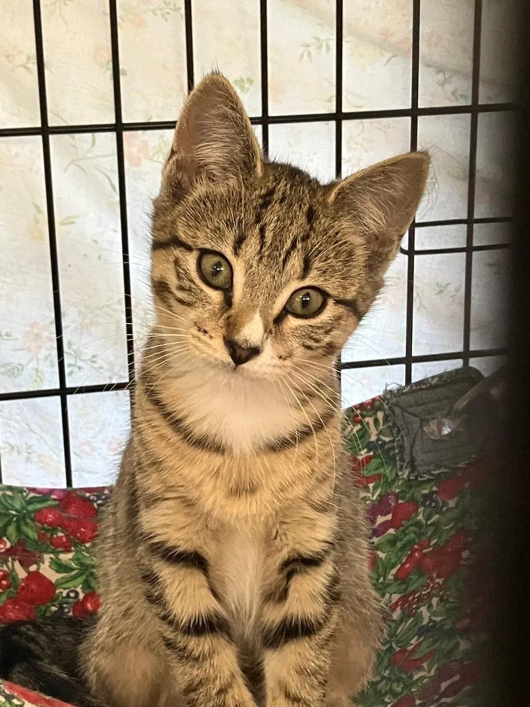 A baby small-sized female Domestic Short Hair cat named Mary kate for adoption in Lunenburg, MA