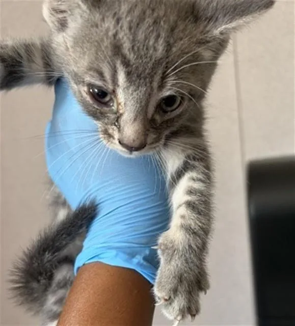 A baby small-sized male Domestic Short Hair cat named Phil for adoption in San Bernardino, CA
