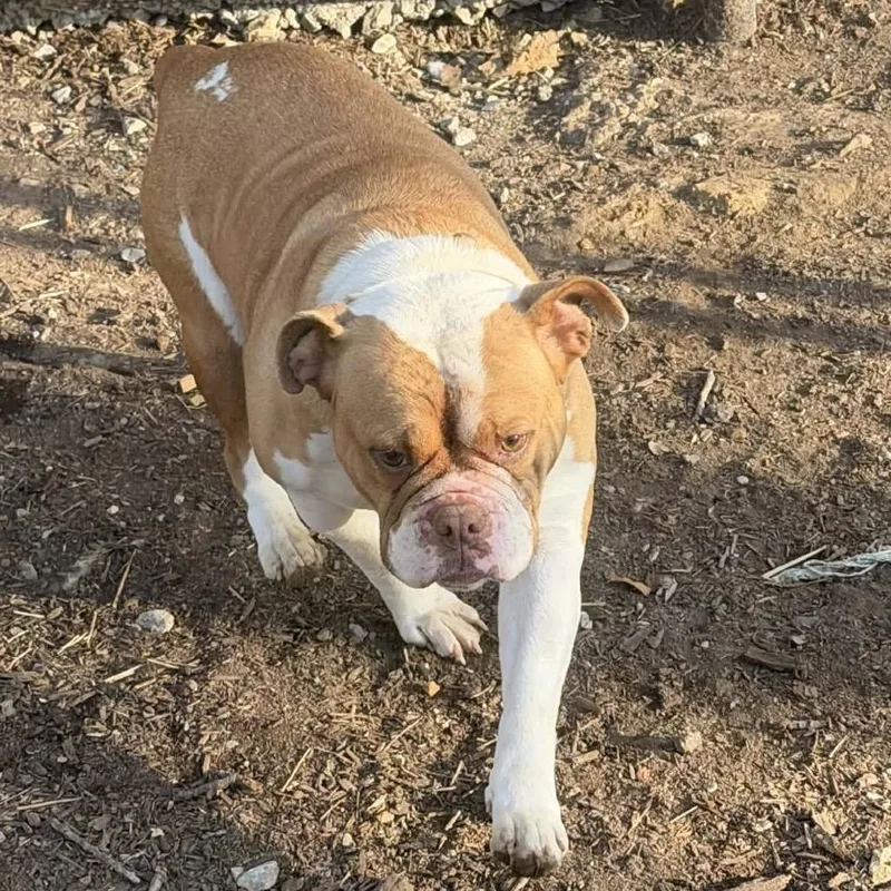 An adult medium-sized female Brown / Chocolate English Bulldog dog named Dixie for adoption in Princeton, KY