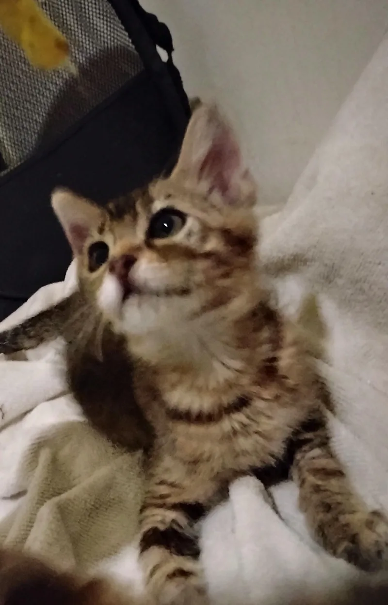 A baby medium-sized female Tabby (Buff / Tan / Fawn) Domestic Short Hair cat named Eden for adoption in Woodland, CA