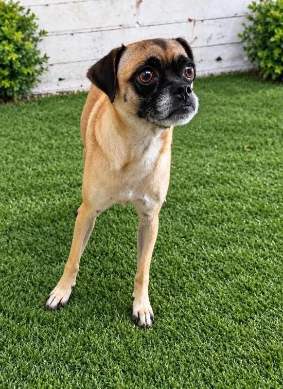 A young small-sized female Pug dog named Star for adoption in Windsor, CO