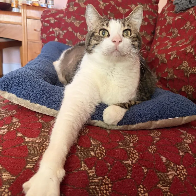 An adult extra large-sized male Brown / Chocolate Domestic Short Hair cat named Evan for adoption in Point Richmond, CA