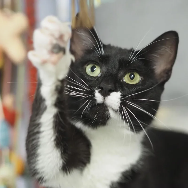 A young medium-sized male Black Domestic Short Hair cat named Artemis for adoption in Falls Church, VA