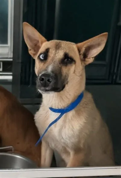Benny