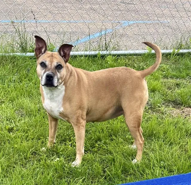 An adult medium-sized female Staffordshire Bull Terrier dog named Stella for adoption in Kalamazoo, MI