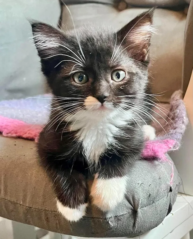 A baby small-sized female Domestic Short Hair cat named Jill for adoption in Urbandale, IA