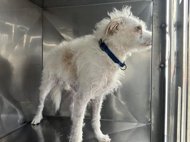 An adult medium-sized male Mixed Breed dog named Winston for adoption in Dallas, TX