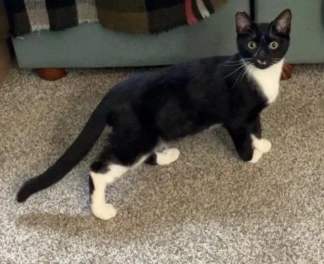 A baby small-sized male Black & White / Tuxedo Domestic Short Hair cat named Rodney for adoption in Morganton, NC