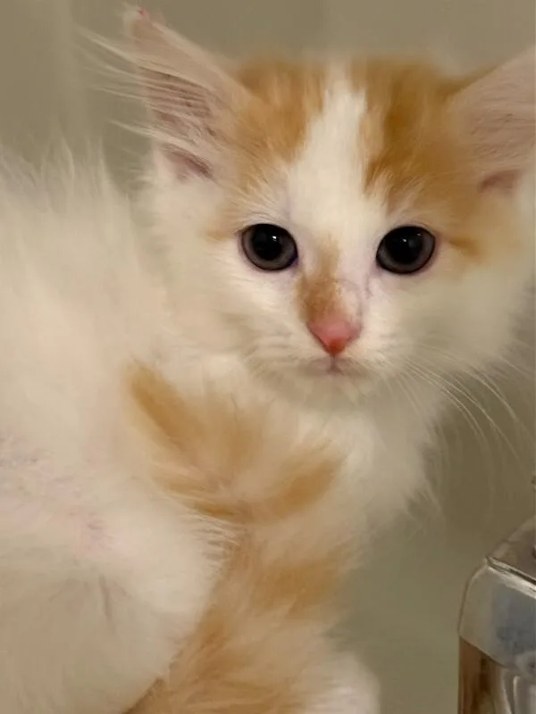 A young medium-sized male Orange / Red Domestic Long Hair cat named Myrtle for adoption in Fort Collins, CO
