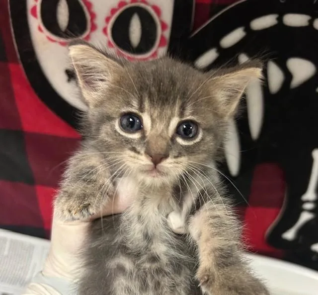 A young small-sized female Domestic Short Hair cat named Leonora for adoption in Riverside, CA