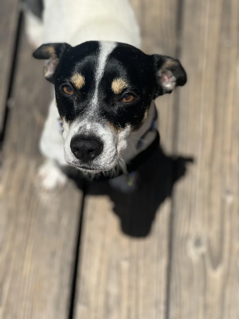 A young small-sized male Black Jack Russell Terrier dog named Marco for adoption in Encino, CA