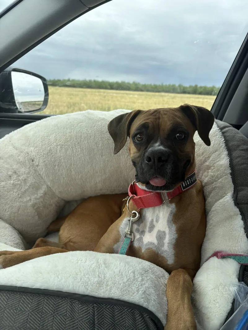 A young large-sized female Boxer dog named Silly for adoption in Stanwood, WA