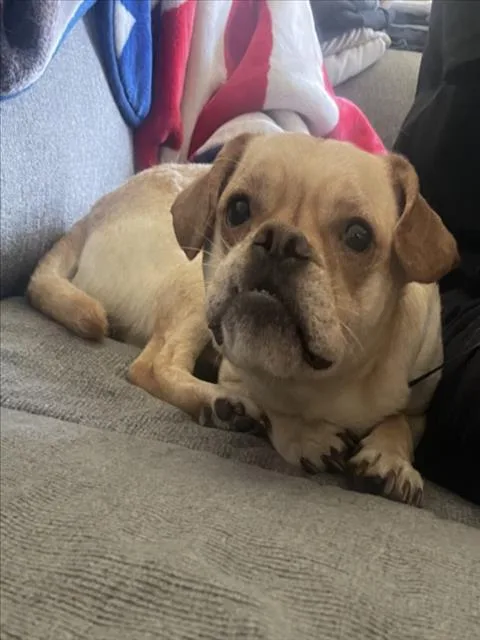 Junior