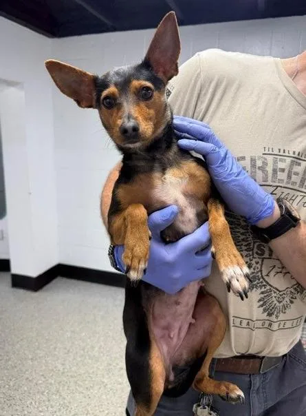 A young small-sized female Miniature Pinscher dog named Doja for adoption in Thompson Falls, MT