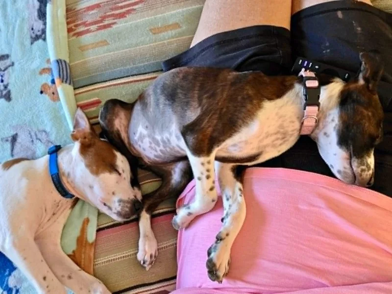 A baby medium-sized male White / Cream English Pointer dog named Hank for adoption in Largo, FL