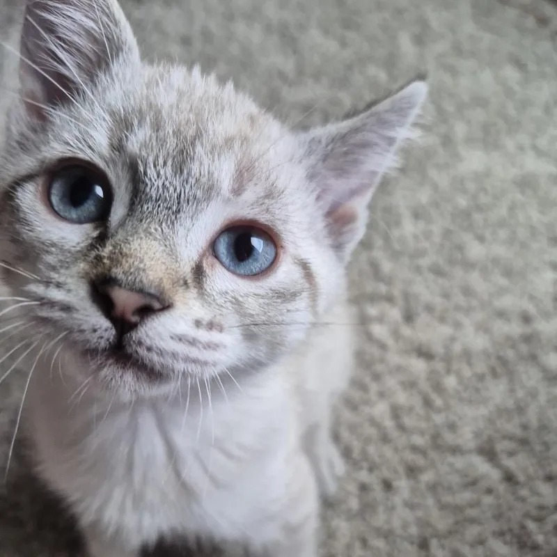 A baby small-sized female Buff / Tan / Fawn Domestic Short Hair cat named Pensacola for adoption in Buffalo, MN
