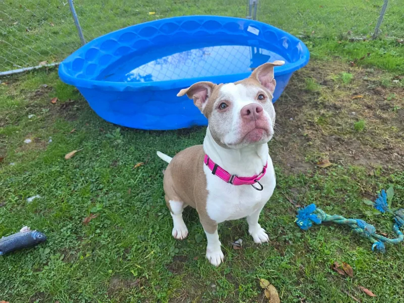 An adult medium-sized female Red / Chestnut / Orange Pit Bull Terrier dog named Loretta for adoption in Greensburg, PA