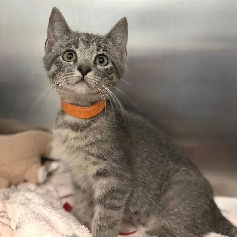 A baby small-sized female Gray / Blue / Silver Domestic Short Hair cat named Shirley for adoption in Marshall, VA