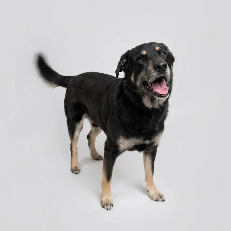 Loki