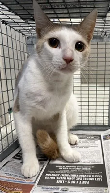 A young medium-sized male Domestic Short Hair cat named Sushi for adoption in Pasadena, TX