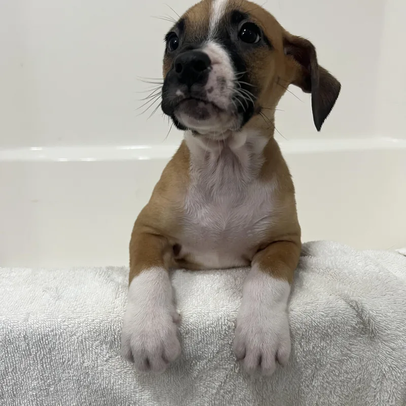 A baby medium-sized female Golden Boxer dog named Gina for adoption in Davisburg, MI