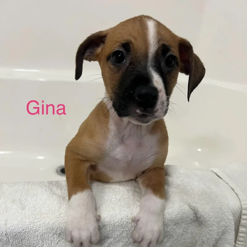 Gina thumbnail 2