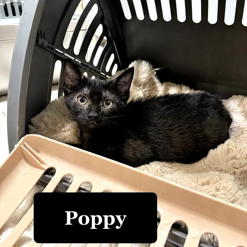 A baby small-sized female Black Domestic Short Hair cat named Poppy for adoption in Long Beach, CA