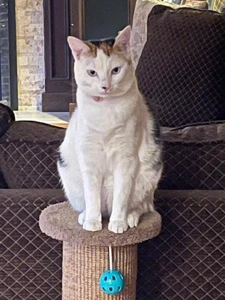 Tilly