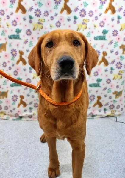An adult medium-sized female Golden Retriever dog named Halsey for adoption in Morton Grove, IL
