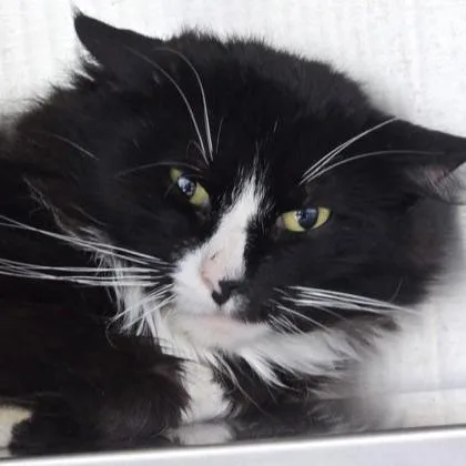 An adult medium-sized male Black & White / Tuxedo Domestic Medium Hair cat named Cardinal for adoption in Phoenixville, PA