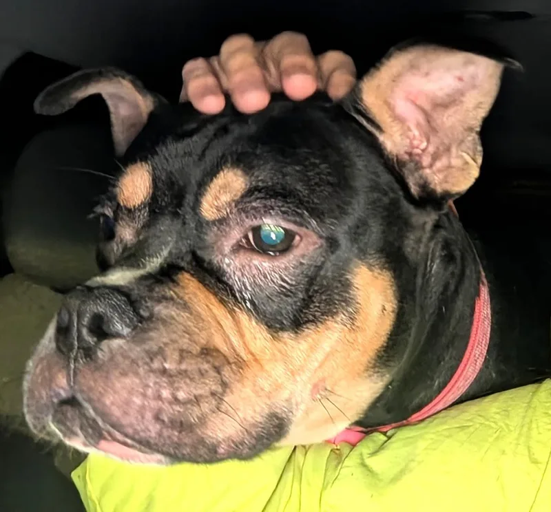 A young medium-sized female Bulldog dog named Praline for adoption in Petersburg, VA