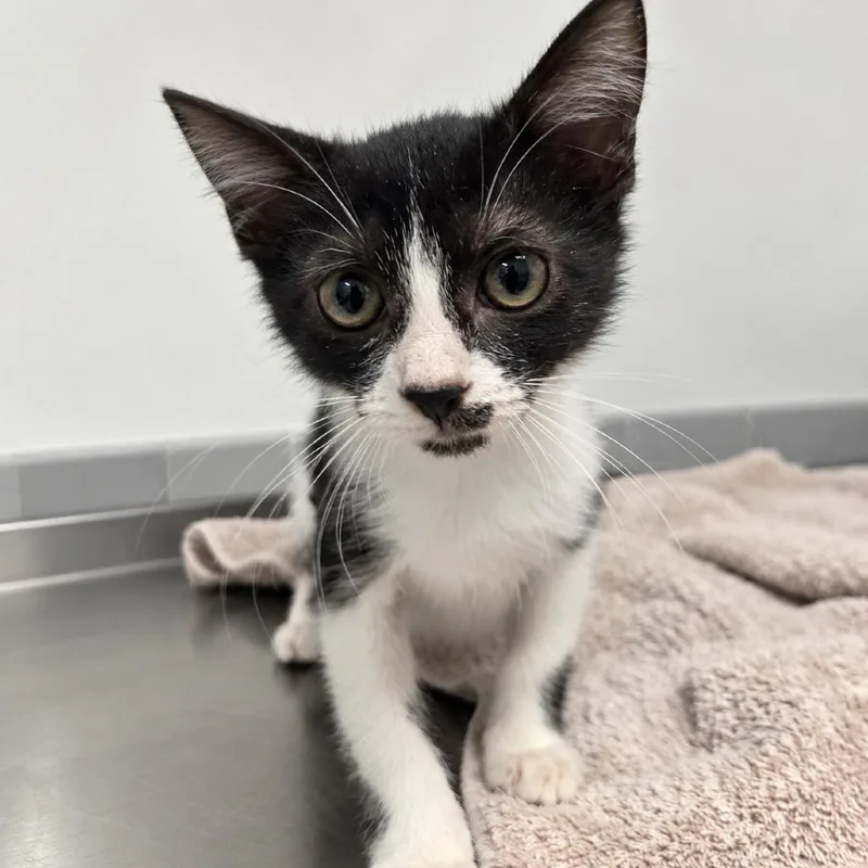 A baby small-sized male Black Domestic Short Hair cat named Tux for adoption in Austin, TX