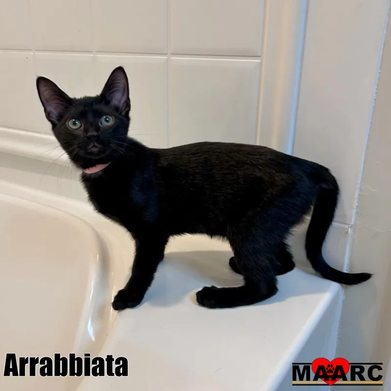 A baby medium-sized female Domestic Short Hair cat named Arrabbiata for adoption in Maryville, TN