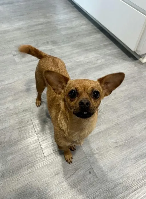 A baby small-sized male Chihuahua dog named Bowie Chloe Pup for adoption in Los Angeles, CA