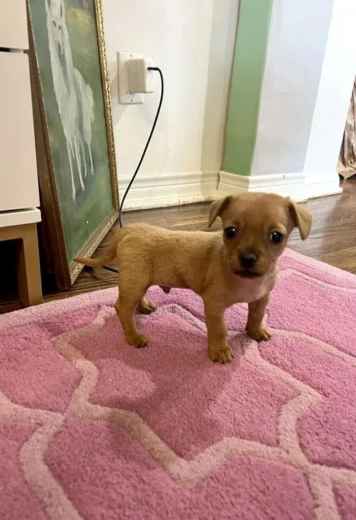 Bowie  Chloe Pup thumbnail 2