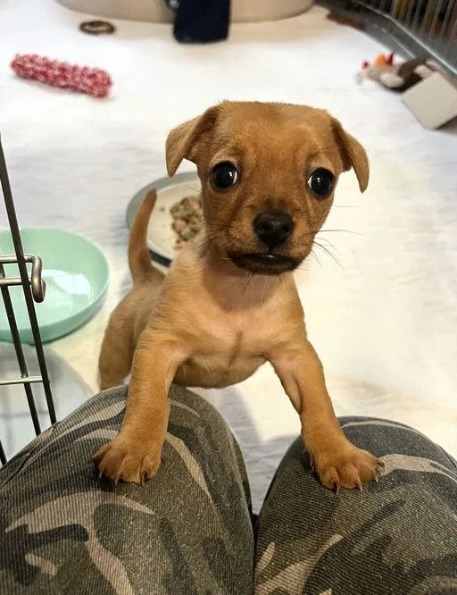 Bowie  Chloe Pup thumbnail 3