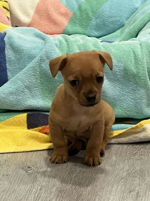 Bowie  Chloe Pup thumbnail 4