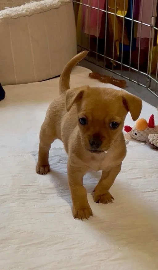 Bowie  Chloe Pup thumbnail 5