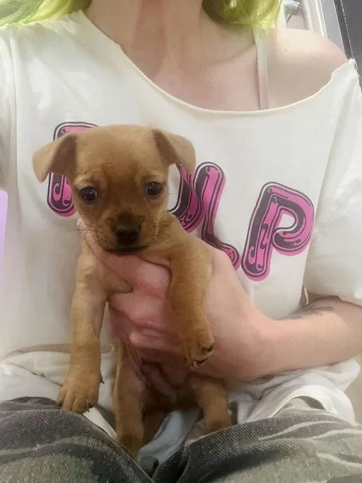 Bowie  Chloe Pup thumbnail 6