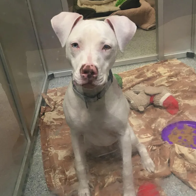 A young medium-sized female White / Cream Mixed Breed dog named Joy for adoption in Mentor, OH