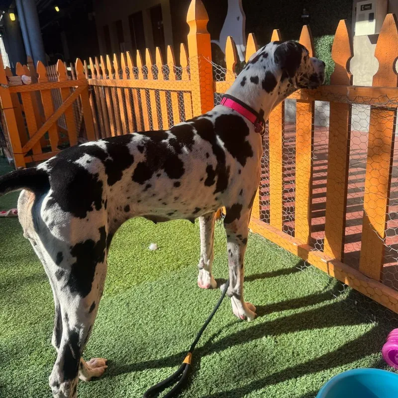 An adult extra large-sized female White / Cream Great Dane dog named FelicityDot A for adoption in Mission Hills, CA